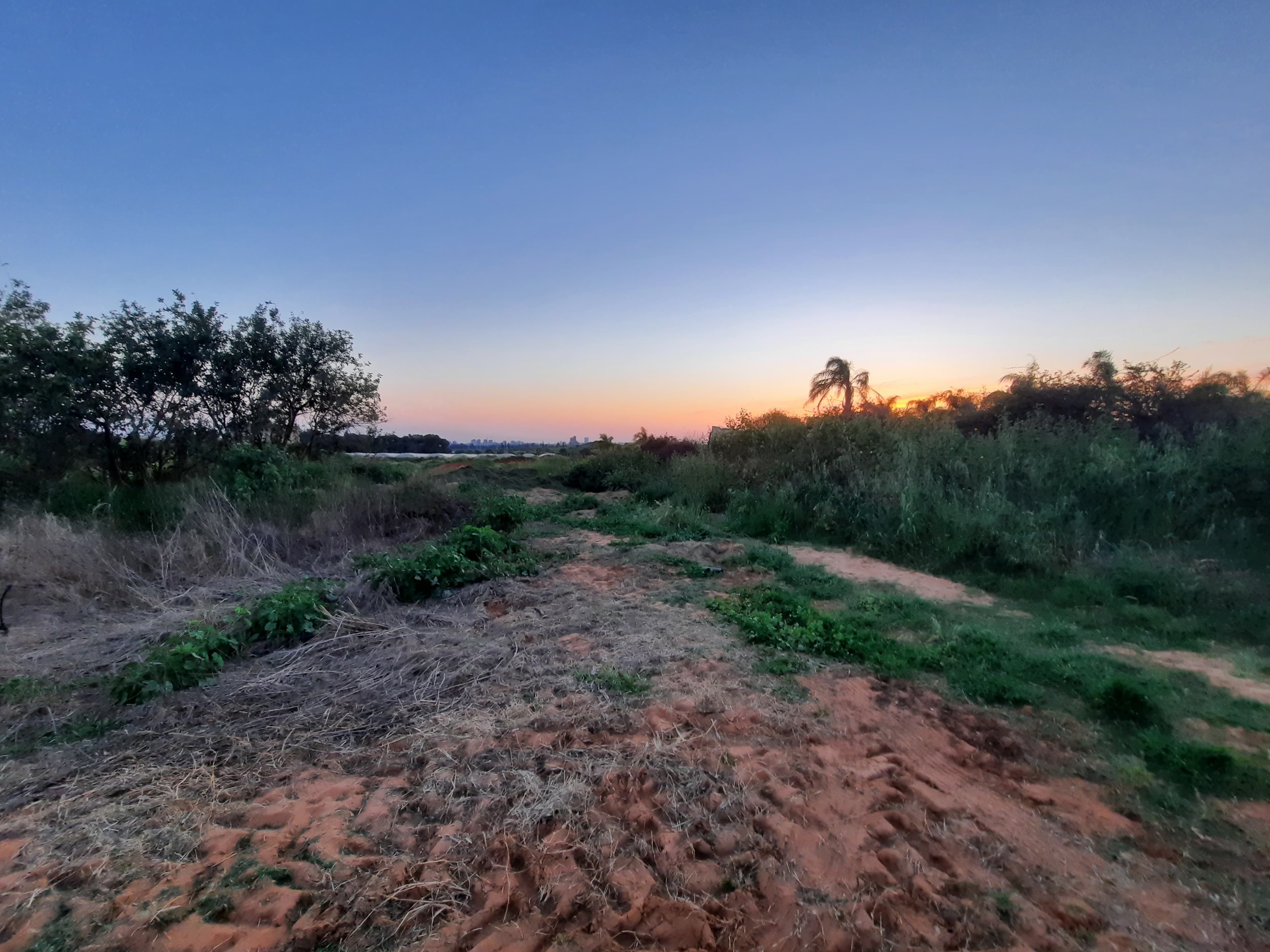 פרדס חנה, הפרדס של חנה